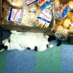 Downtown Manhattan bodega cat lettin' it go after a long day on the job.
